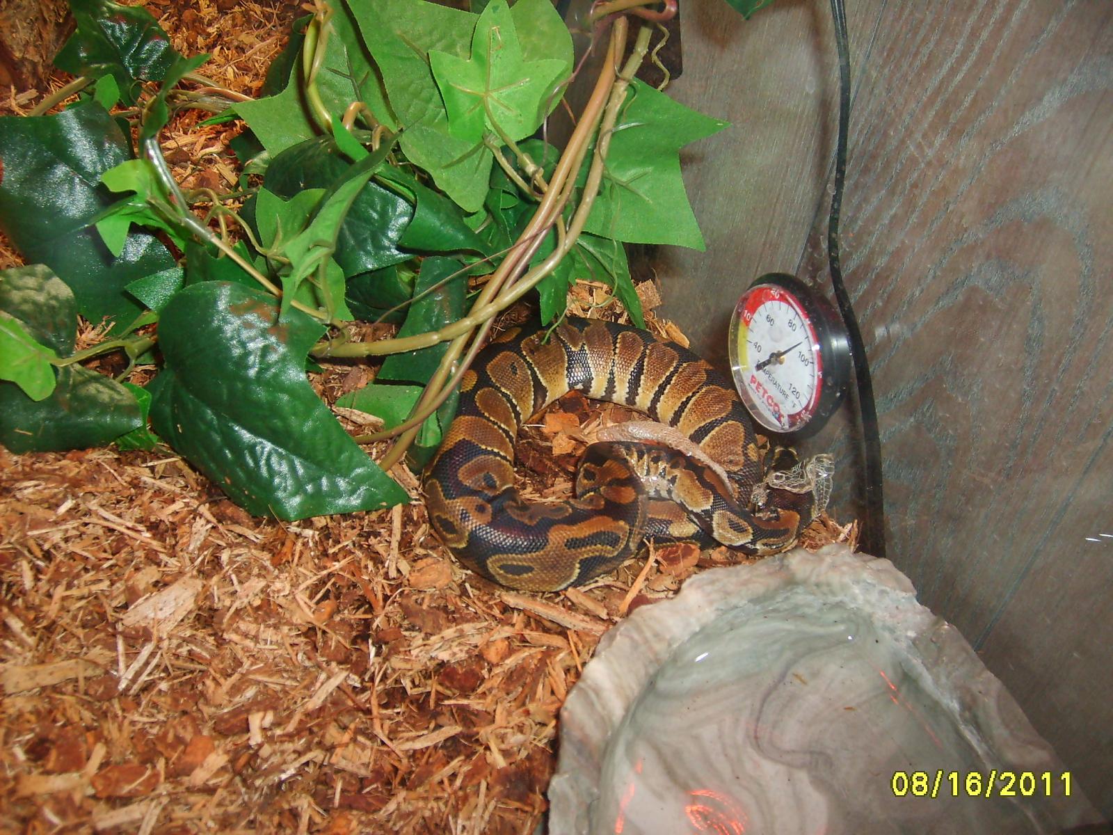Camo's 2nd shed