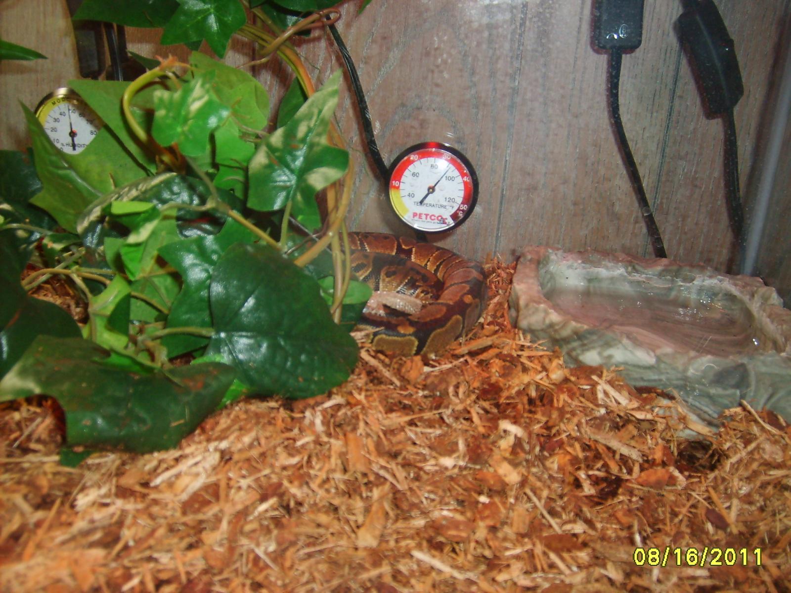 Camo's 2nd shed