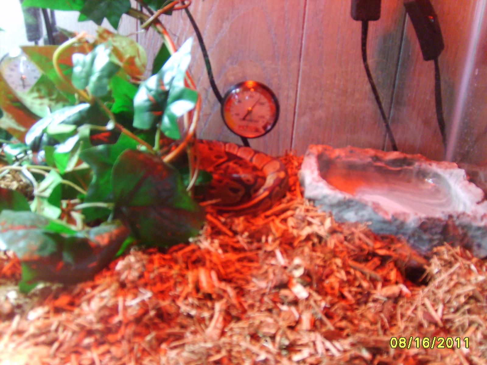 Camo's 2nd shed