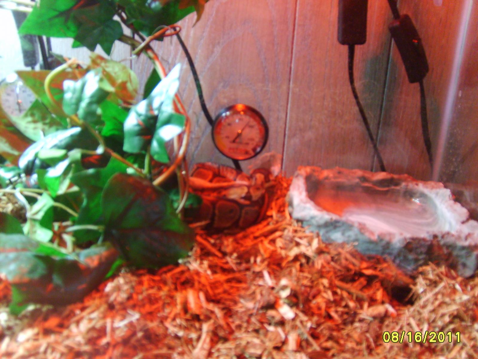 Camo's 2nd shed