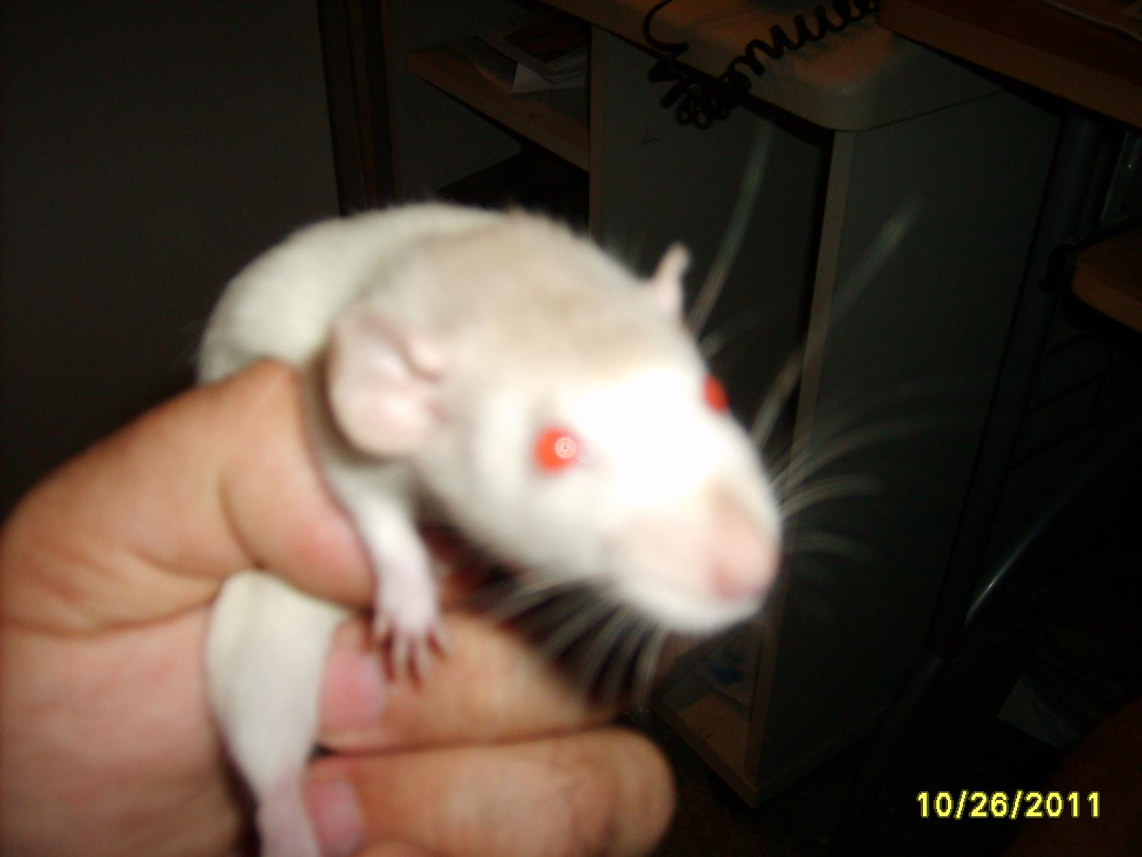 Blondi