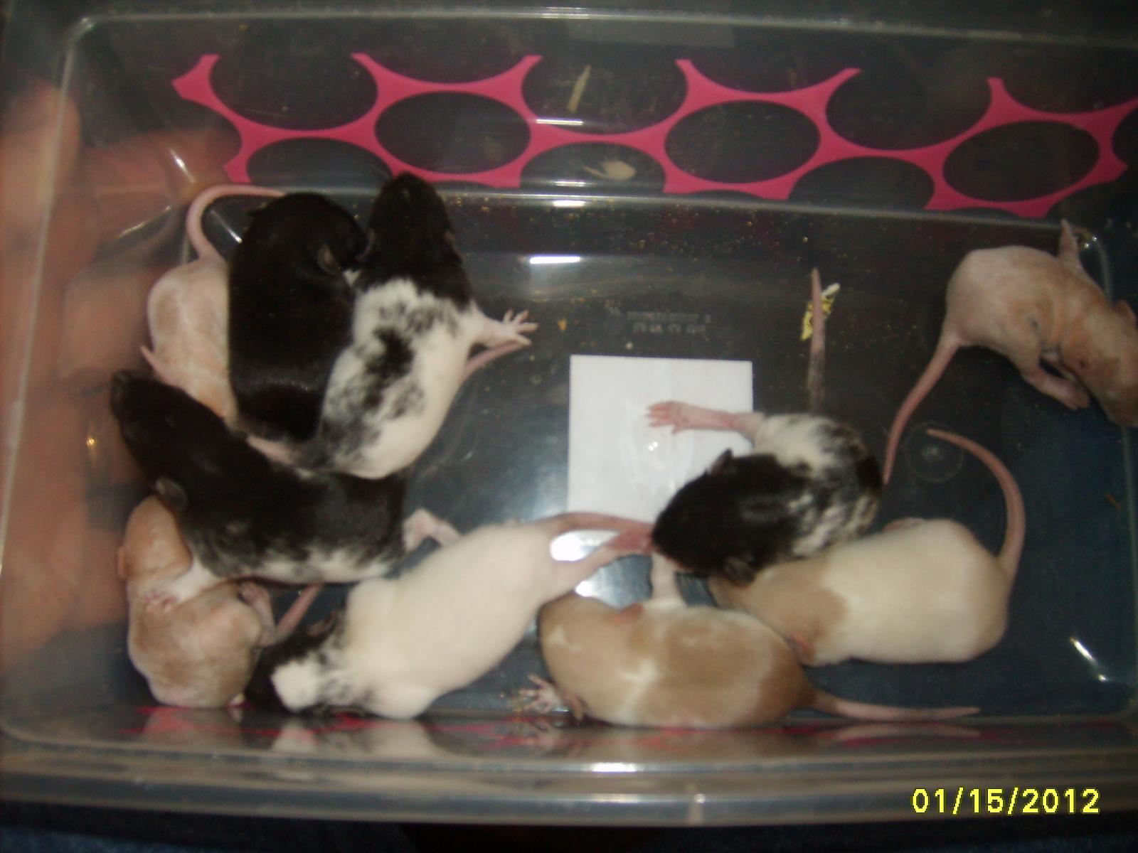 new years rat babies