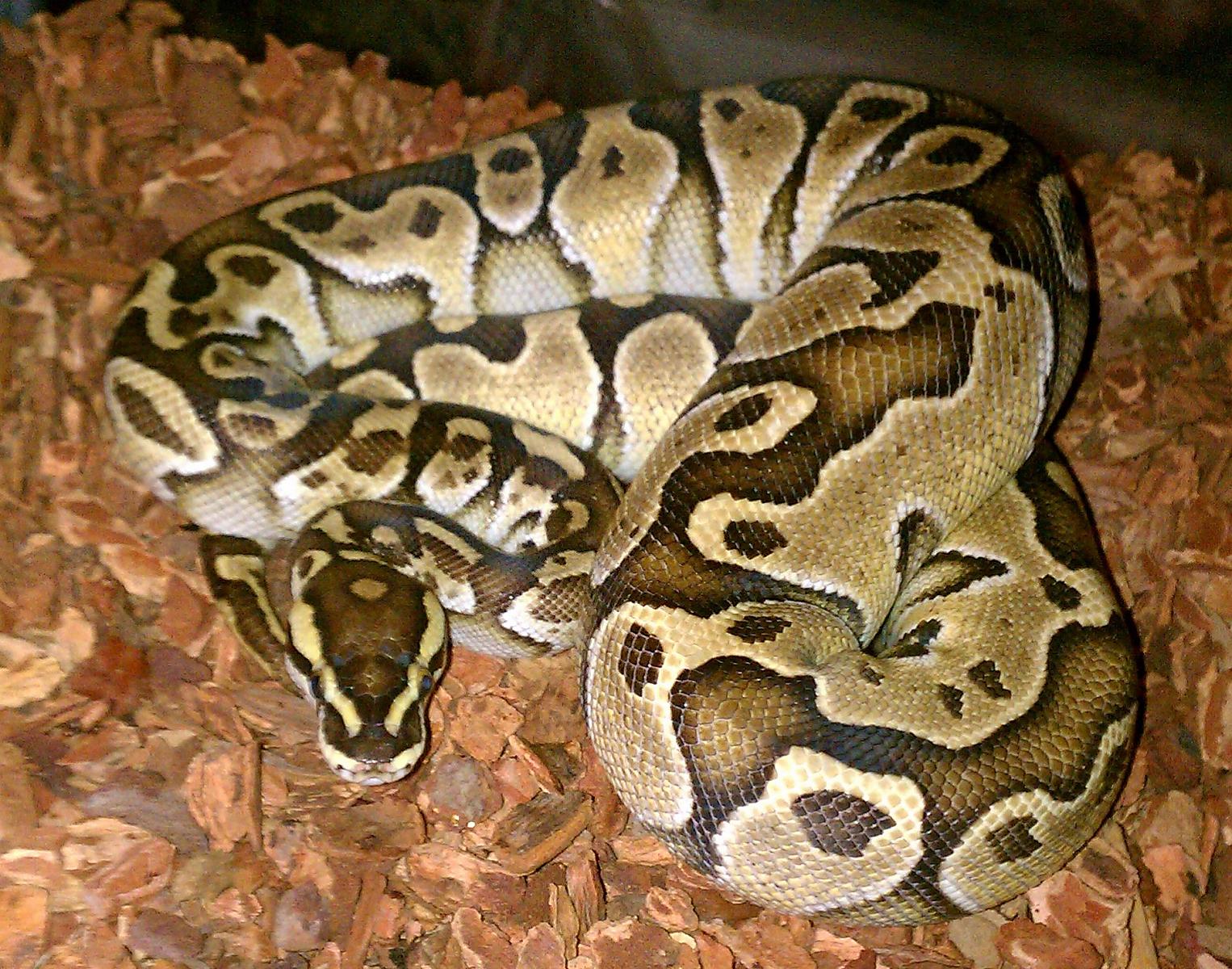 Unusual Lesser Female