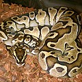 Unusual Lesser Female