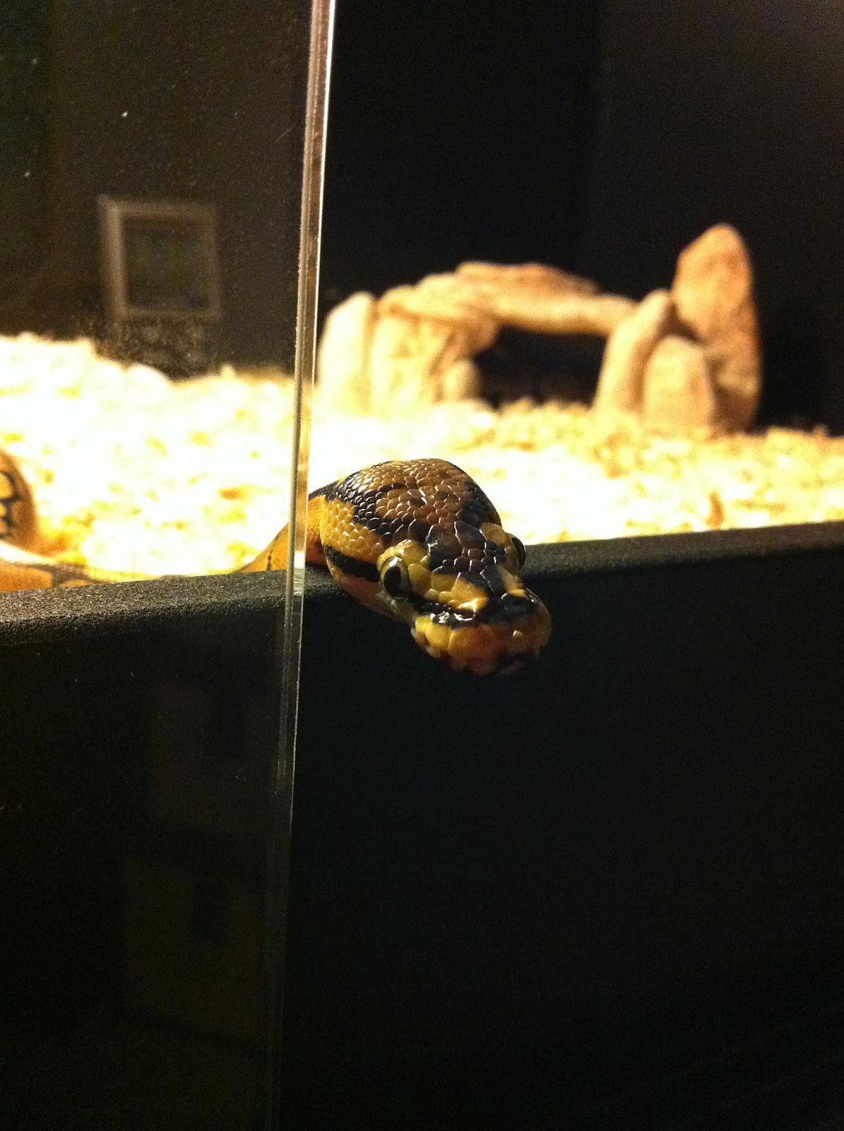 Q. The Spider Ball Python