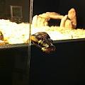 Q. The Spider Ball Python