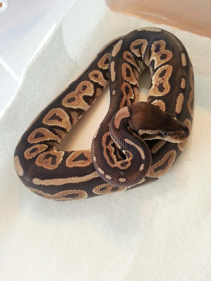 cinnymale