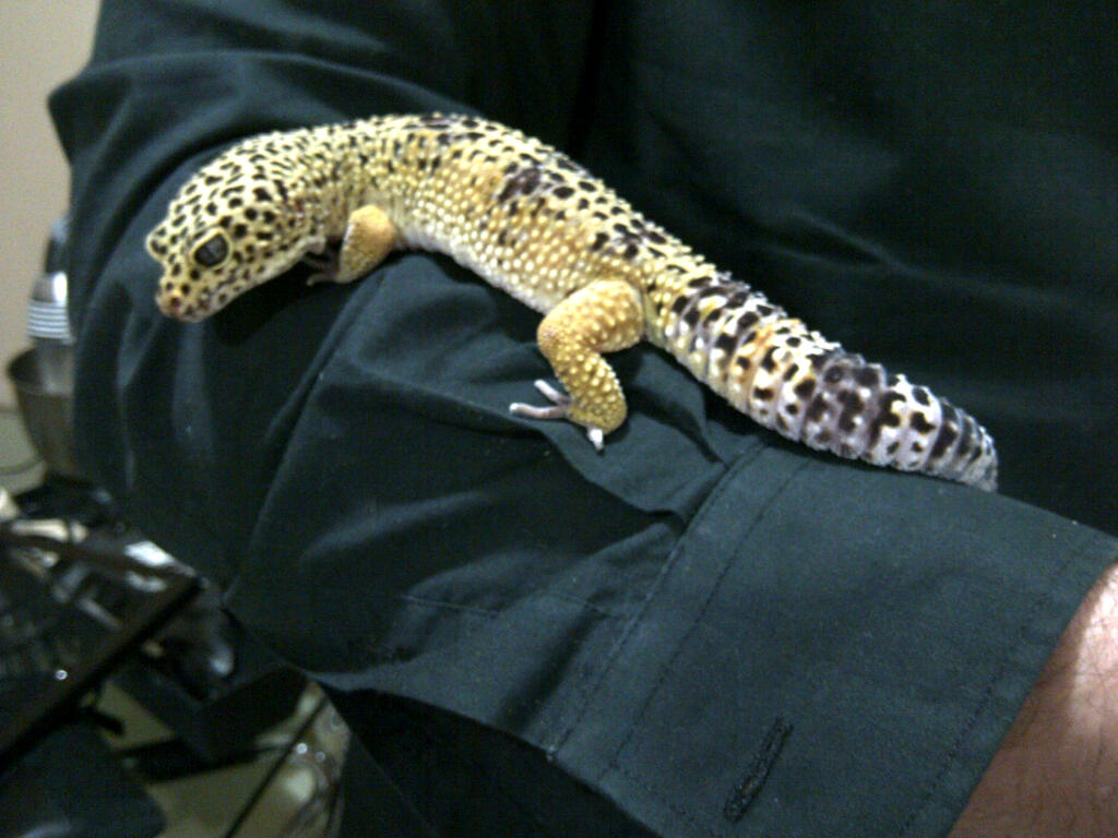 Leopard Gecko