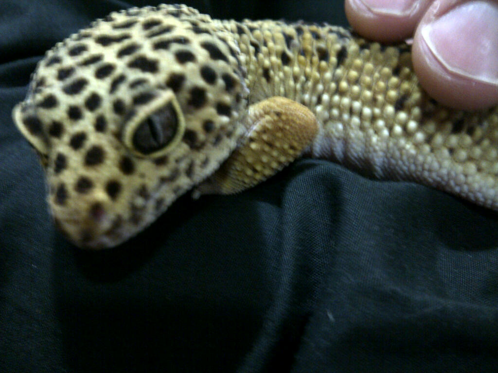 Leopard Gecko