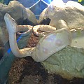Red Tail Boa @ pet store
