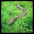 DARIUS IN GRASS