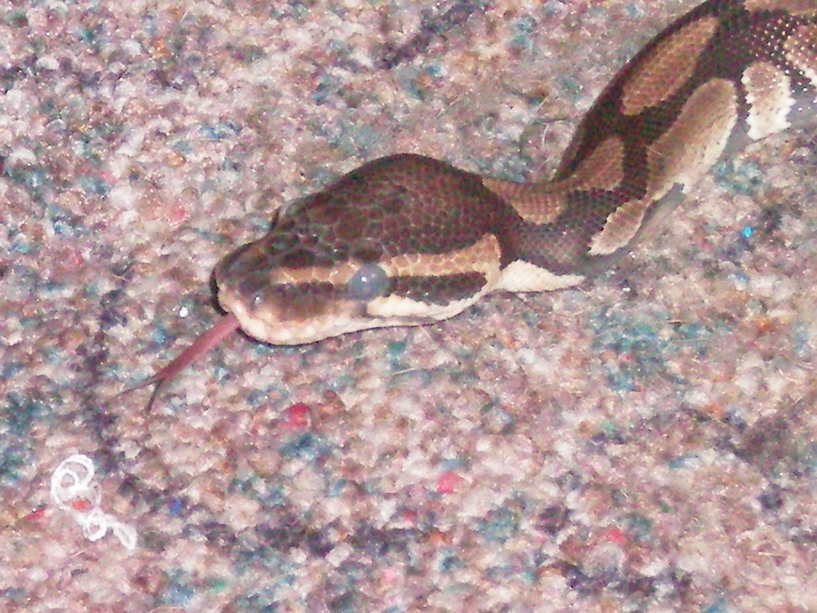Ball Python Sticking Tong Out