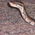 Ball Python With Head Up