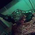 snake on the log