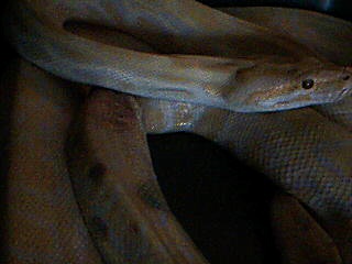 hurt snake python obino