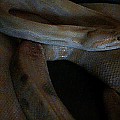 hurt snake python obino