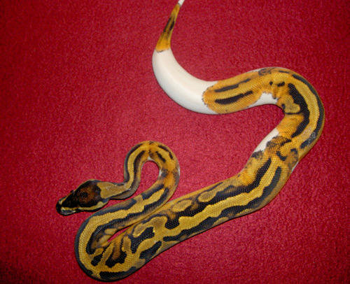 Piebald girl!