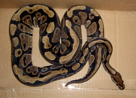 Tiamat