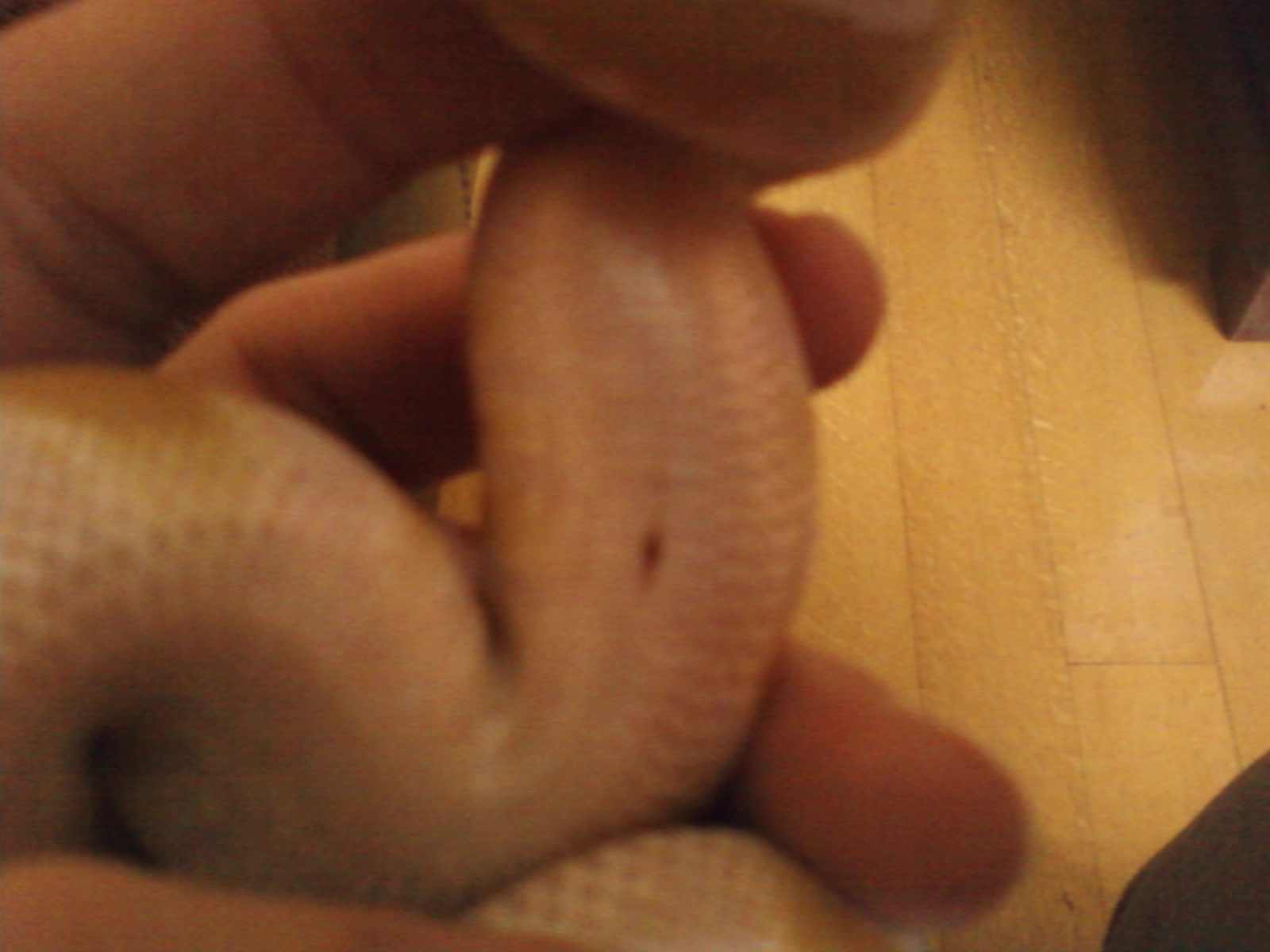 Albino ball belly