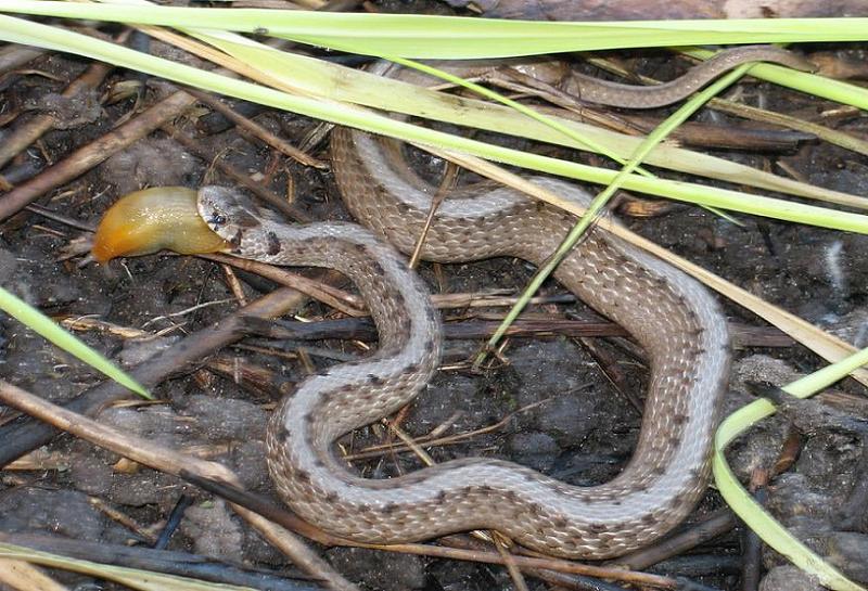 Brown Snake