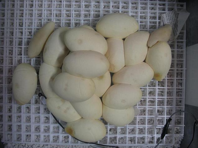 Eggs 303837