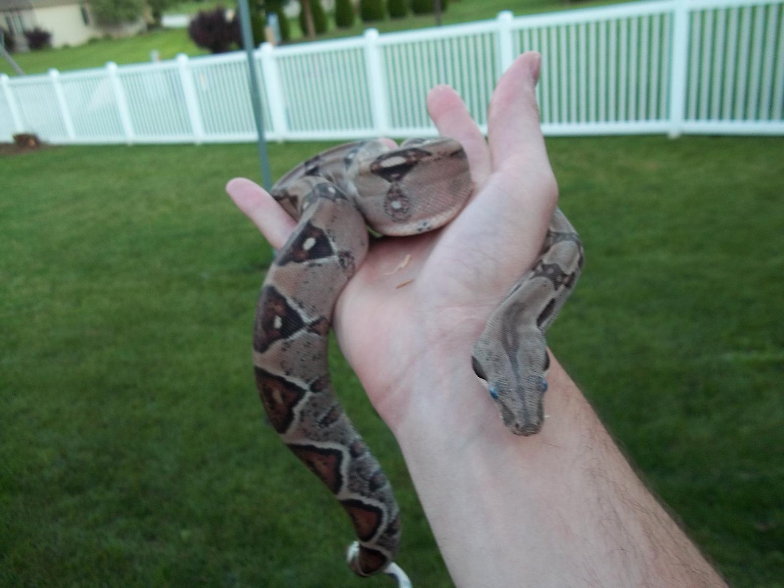 Inferno Pastel Female