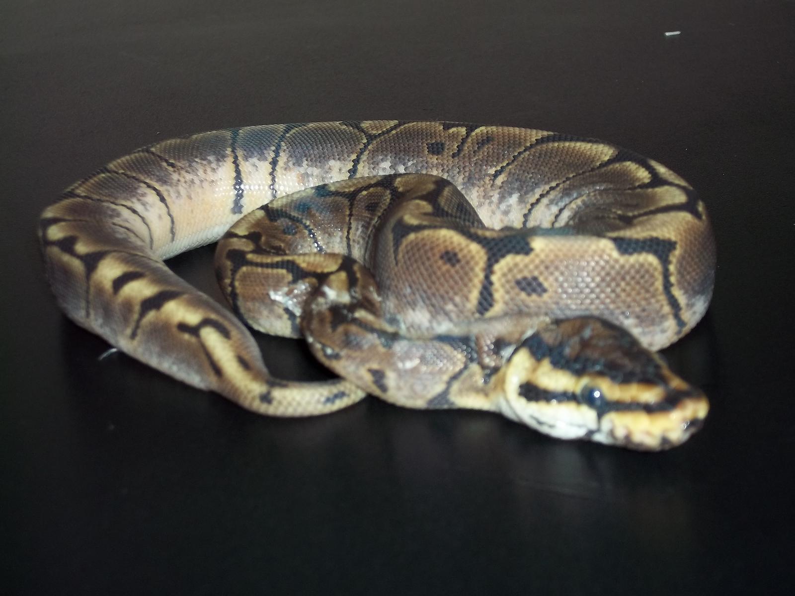 Spider Female