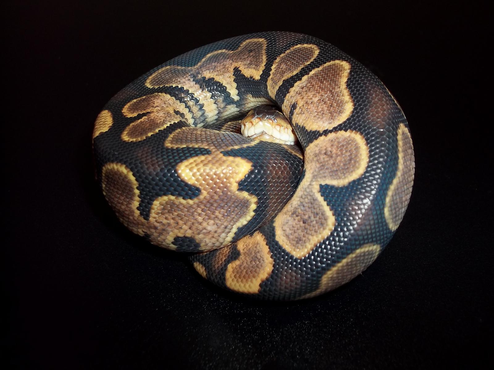 Flora / Fauna Calico Male