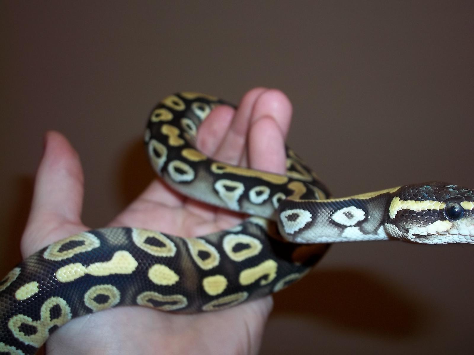 Mojave!