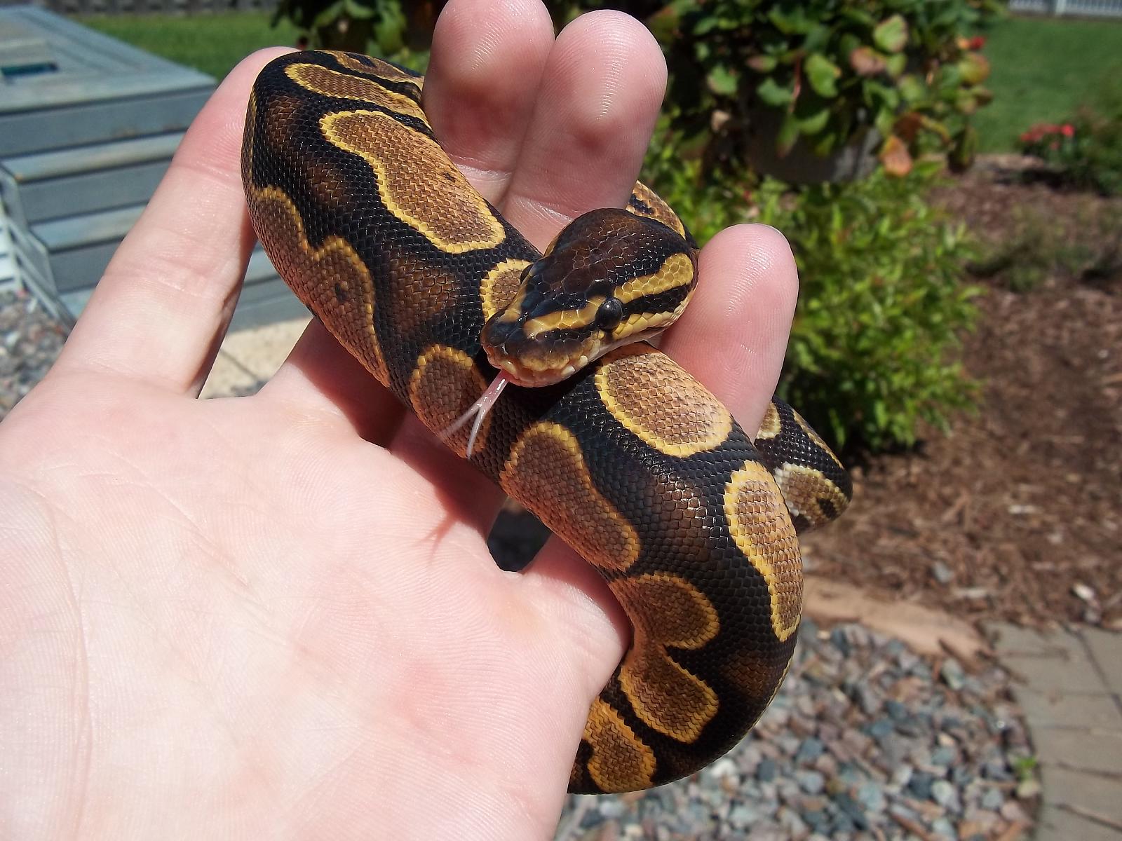 Calico post shed!