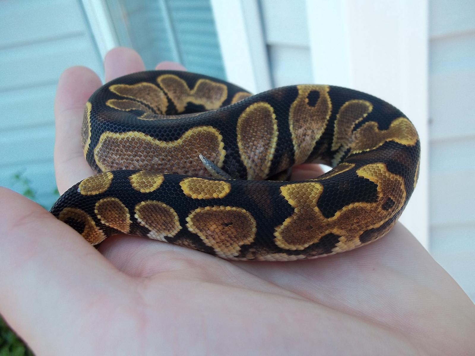 Calico post shed!