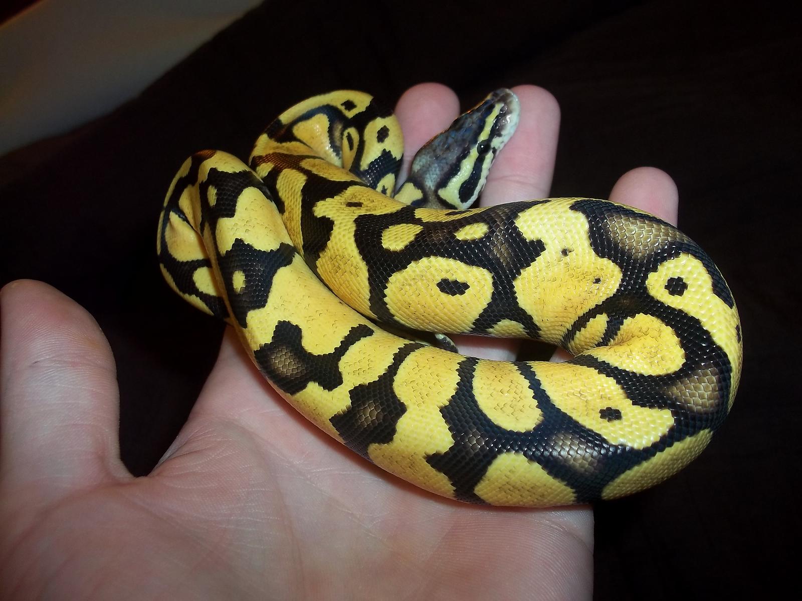 Firefly