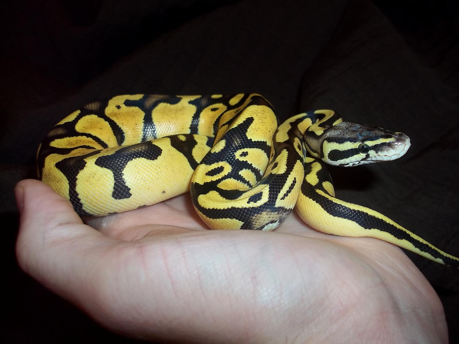 Firefly