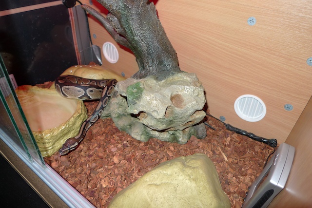 My Bp Setup