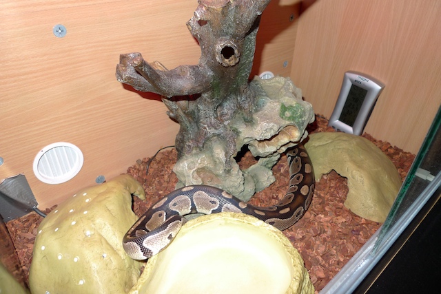 My Bp Setup
