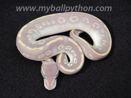 Mystic x Phantom
