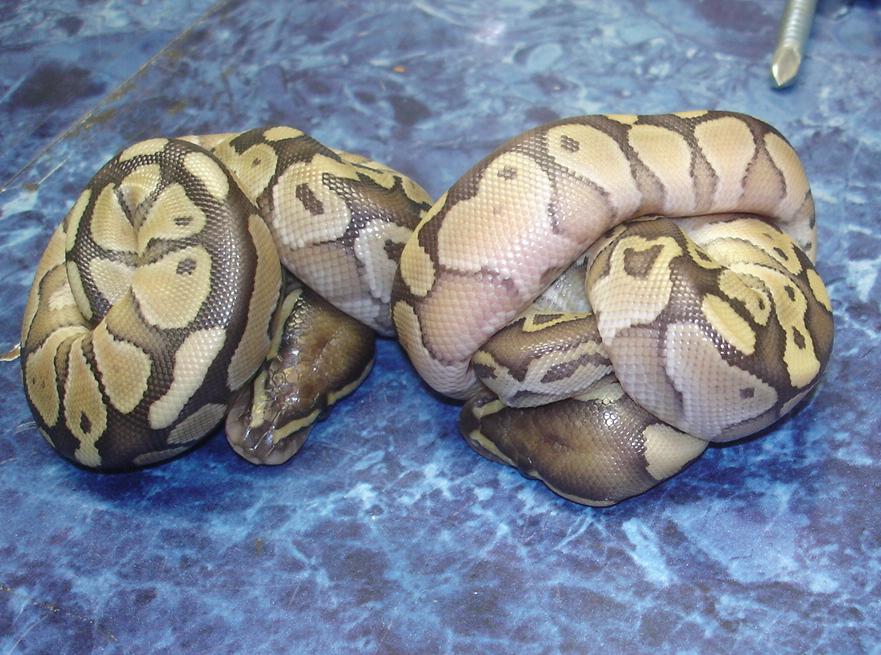 Kingpin X Lemon Pastel clutch