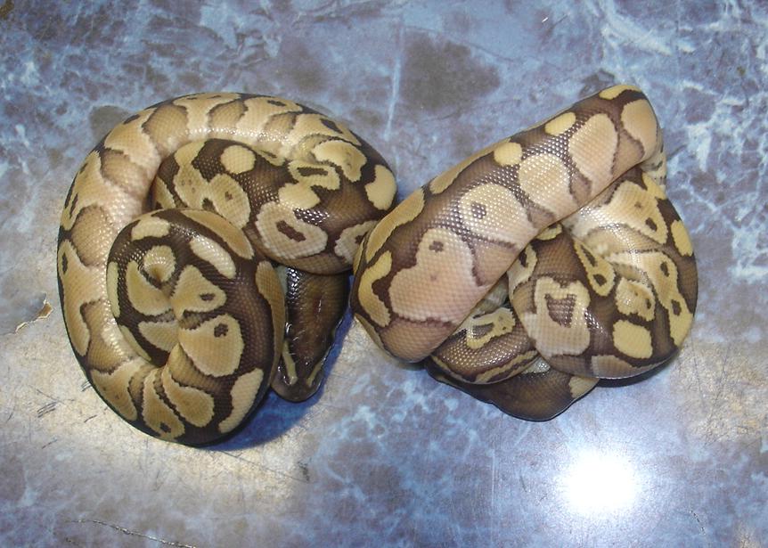 Kingpin X Lemon Pastel clutch