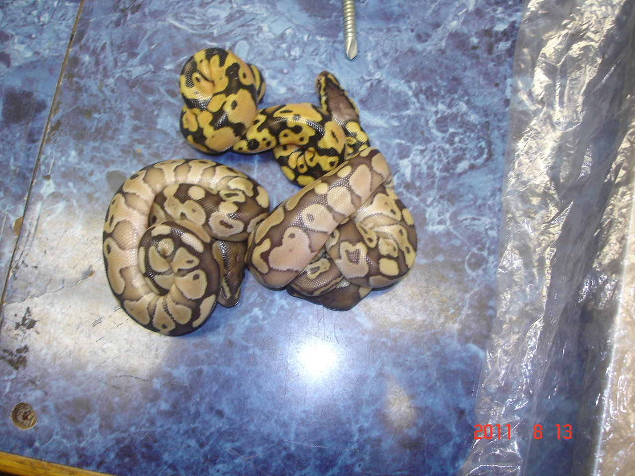 Kingpin X Lemon Pastel clutch