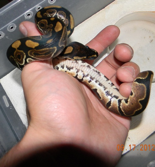 het Red Axanthic
