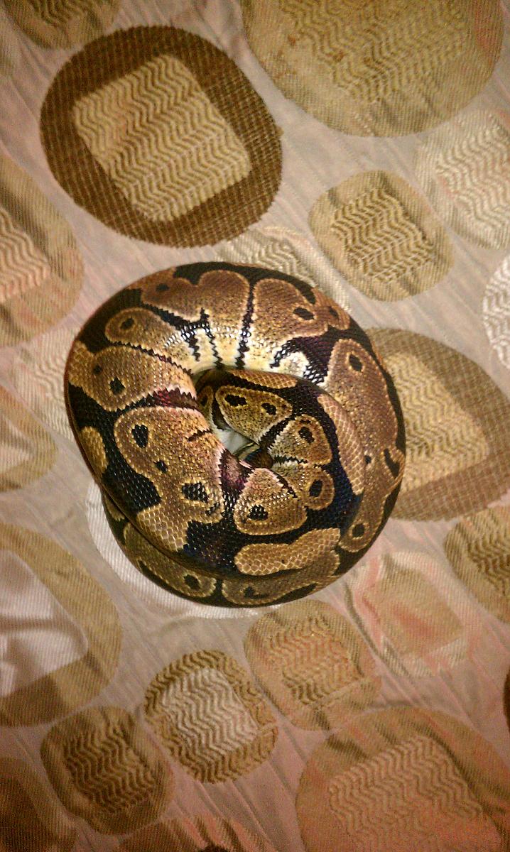 spballa88's ball