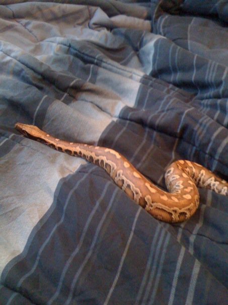 my female red blood