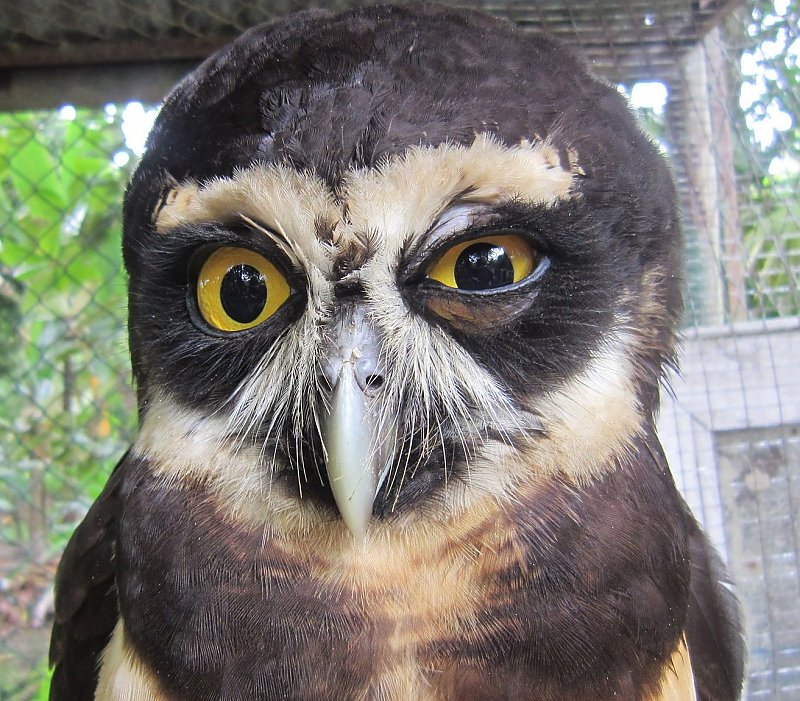 Costa Rican Owl