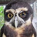 Costa Rican Owl