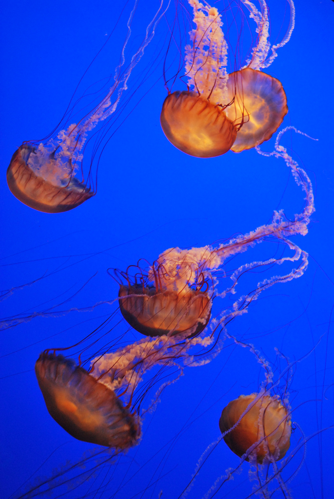 Jellies