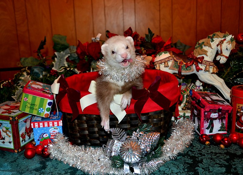 Merry Ferret Xmas