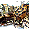 BP006 BP007 1