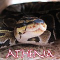 Athena