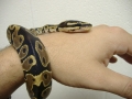 Bracelet 2