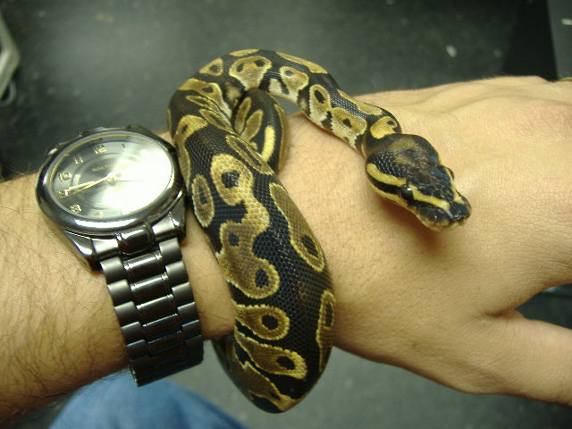Bracelet 3